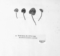 Uromyces ficariae image